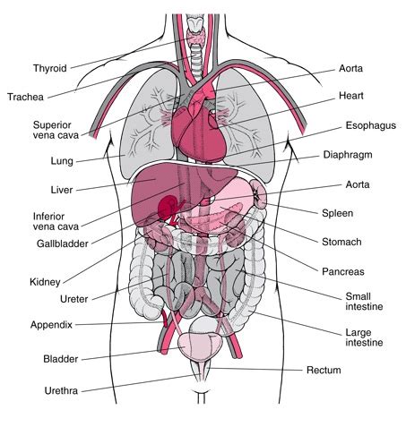 Ll photo> gallery human torso anatomy organs. aar110yxi: organs of human body