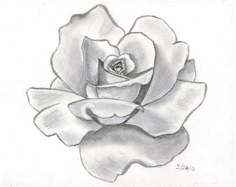 Rose Drawing 6 8606 The Wondrous Pics