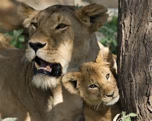 Lioness And Cubs Art Rat Cafe