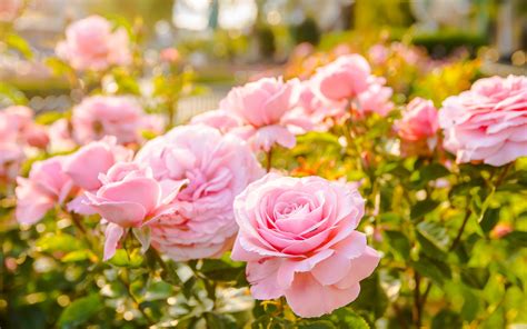 Paradise Roses In Bloom