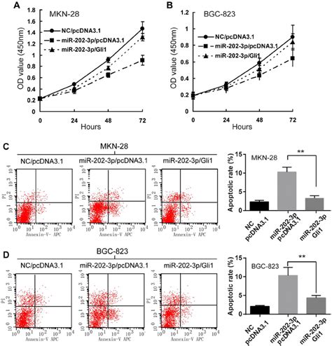 overexpression of gli1 rescues effect of mir 202 3p in gc cells upon download scientific