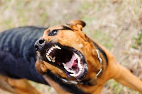 Rabia En Perros Síntomas Contagio Y Tratamiento