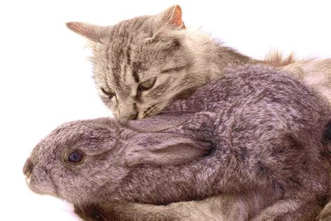Do Cats Eat Rabbits 5 Clear Ways For Cat And Bunny Coexistence