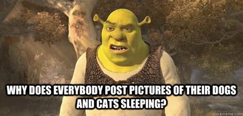 Confused Shrek Memes Quickmeme