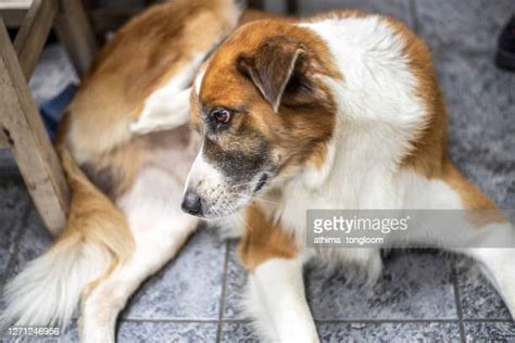 Dog Scratching Ear Photos And Premium High Res Pictures Getty Images