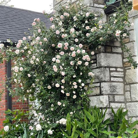 Climbing Roses That Ll Make Your Garden Look Nothing But Spectacu