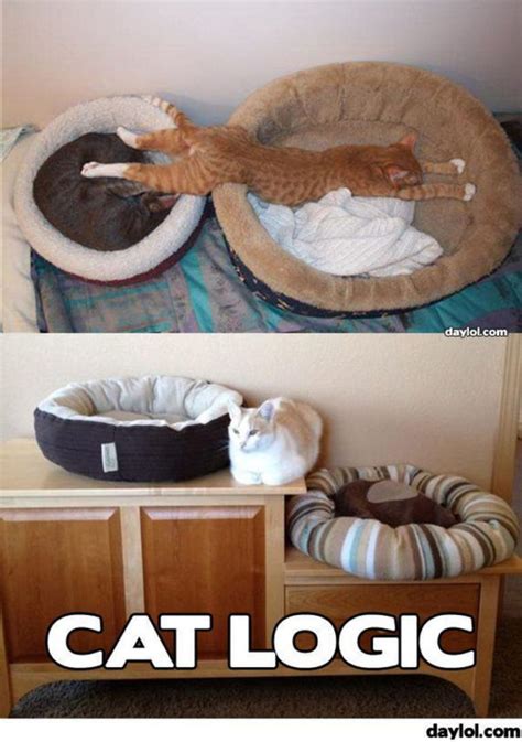 21 Cat Logic Photos That Prove Well Never Understand Cats