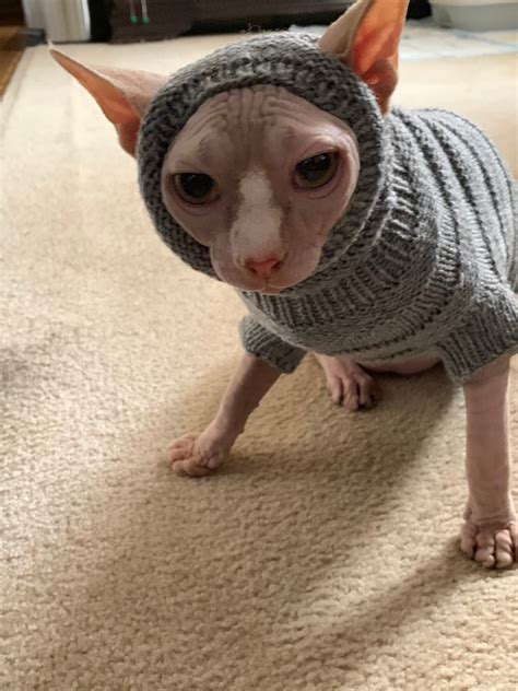 Clothing For Cats Clothes For Sphynx Cat Clothes Sweater Etsy