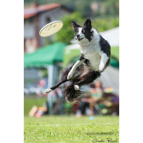 10 Hilarious Pictures Of Dogs Catching Frisbees