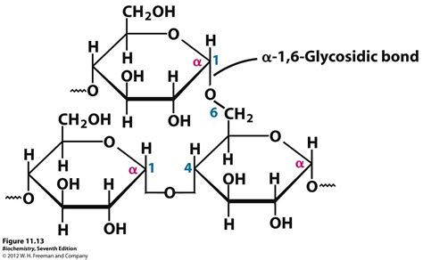 Glycogen Study Chemistry Chemical Structure Chemistry
