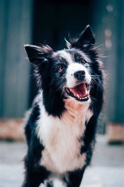 Cute Pictures Of Border Collies Popsugar Pets Photo 19