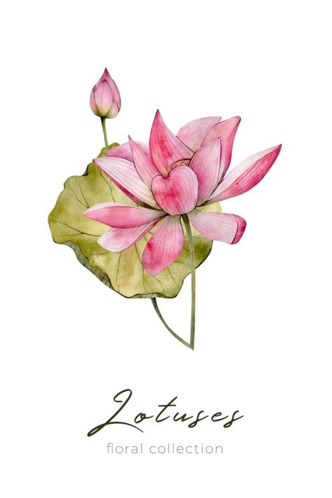 Hand Drawn Watercolor Lotuses Flowers Illustration By Stacy Babakova In