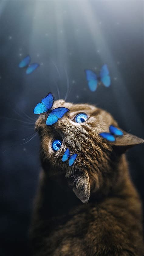2k Free Download Cute Cat Animals Blue Butterfly Colorful Eyes