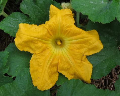 Terms for the sexuality of individual flowers: OS15 Male Pumpkin Flowers - Karen Goat Keeper