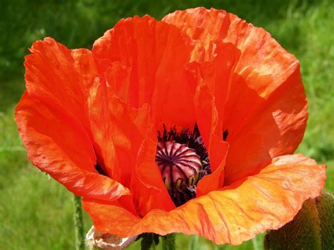 Oriental Poppy Info Planting Care And Tips Live