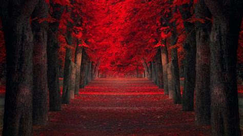 Path Between Autumn Red Leafed Trees 4k Hd Nature