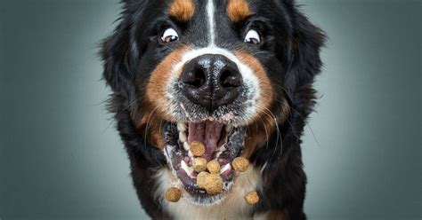 Hungry Dogs Jaw Dropping Expressions As They Open Wide For Treats