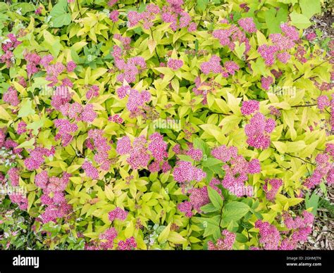 Spiraea Japonica Anthony Waterer Stock Photo Alamy