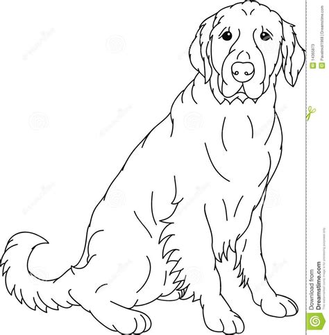 Golden Retriever Sitting Line Drawing 1 By Sketch Coloring Page