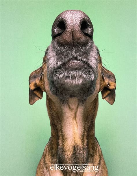 Expressive Dog Portraits Elke Vogelsang 13 Happy Dogs Dog Portraits