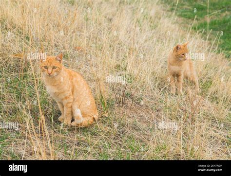 Two Tabby Cats Stock Photo Alamy