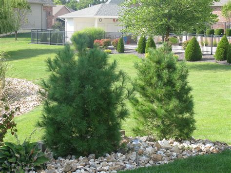 Use White Pine As A Privacy Screen Or Wind Block