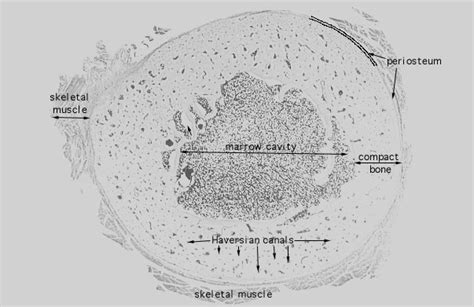 Compact bone consists of closely packed osteons or haversian systems. Chapter 6 Bones and Cartilage - Biology 4 Human ...