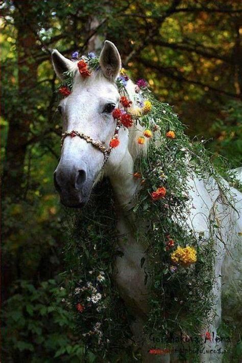 114 Best Images About Horses And Flowers On Pinterest Horses Beautiful