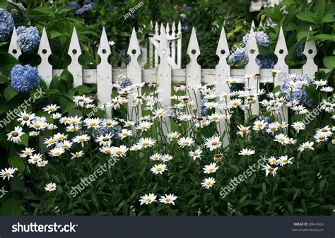 Daisies And Hydrangeas Growing Along White Picket Fence Stock Photo