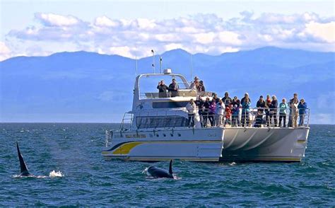 Whale Watching Downtown Victoria Vancouver Island Bc