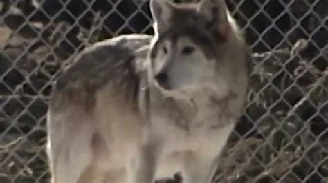Officials Propose Plan To Release Mexican Wolves Into The Southwest
