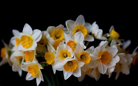 Daffodil Full Hd Wallpaper And Background Image 2880x1800 Id441460