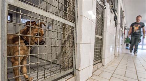 Tierheime Bonn Und Troisdorf Befürchten Ansturm Durch Corona Krise