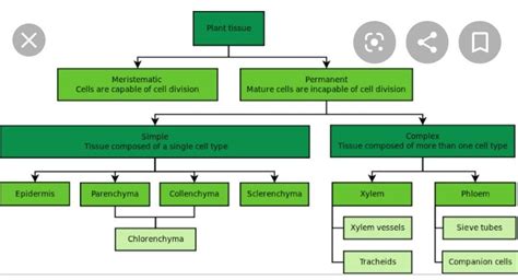 Explain The Concept Of Plant Tissues With The Help Of A Flow Chart