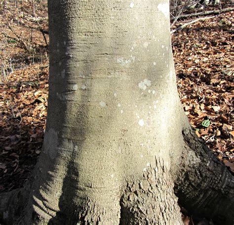 Beech Tree Bark Hoodoo Wallpaper