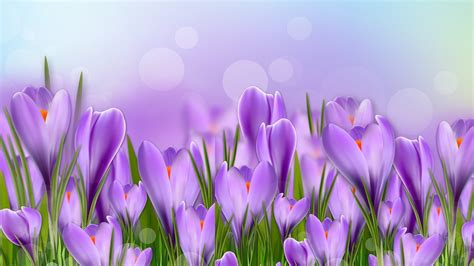 Crocus Arrival Hd Wallpaper Background Image 1920x1080