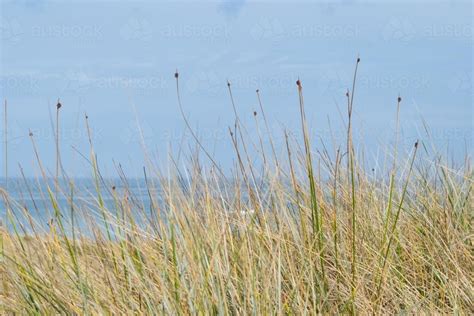 Image Of Marram Grass Austockphoto