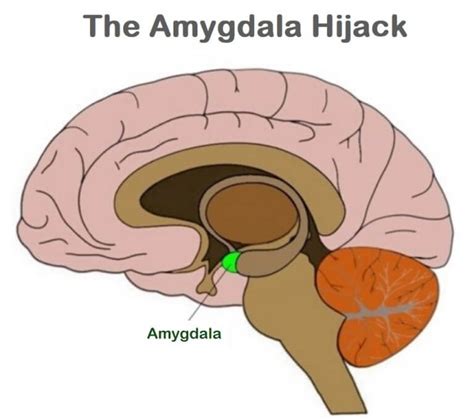 Behaviour And The Brain Amygdala Hijack London School