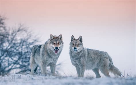 #winterbilder hintergrund #winterbilder hintergrund #winterbilder hintergrund. Herunterladen hintergrundbild wölfe, wildtiere, raubtiere, winter, schnee, wald, tiere mit einer ...