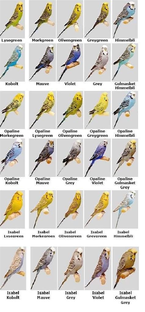 Useful To See The Colours You Can Get Love Birds Pet Bird Breeds