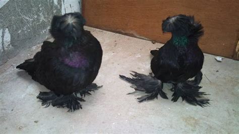 Fancy Pigeons For Sale For Sale Adoption From Chennai Tamil Nadu