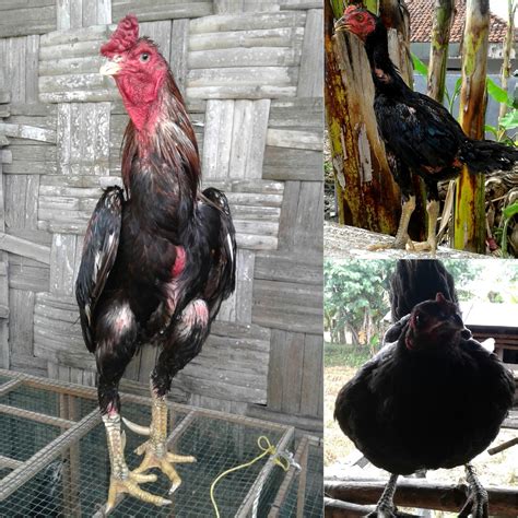 Download now pacek ninja kesayangan buat peternak yg mentingkan kualitas saya sudah punya pengganti thanakhon. jual anak ayam bangkok lamongan