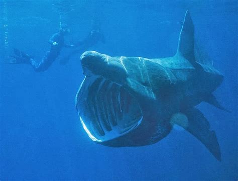 Top 10 The Biggest Shark In The World Mysteries Of The World