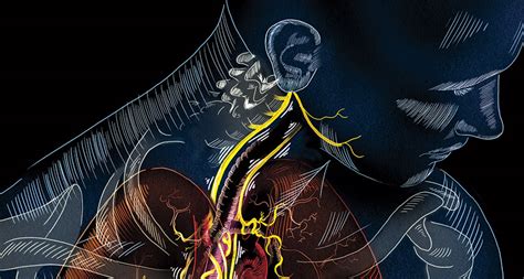 Viva vagus: Wandering nerve could lead to range of ...
