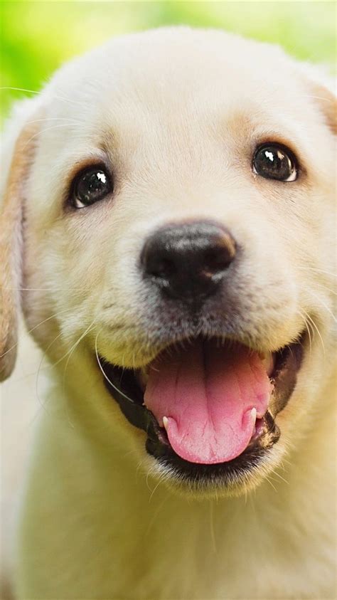 Retriever Smile Iphone 8 7 6 6s Background Smiling Dog Hd Phone