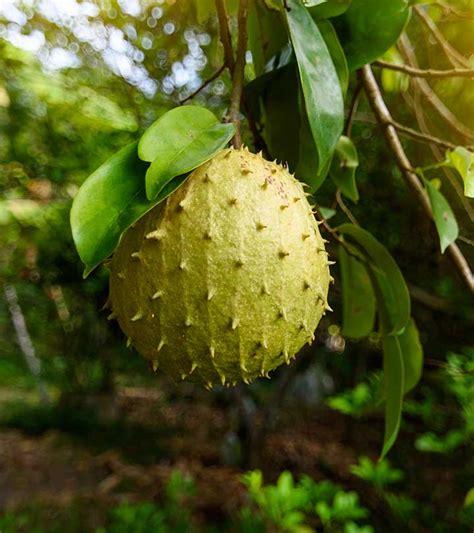 6 Benefits Of Soursop Leaves How To Use And Side Effects