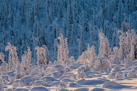 Norway Spruce Trees Picea Abies Covered In Snow And Frost Stock