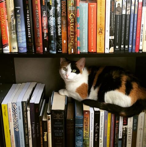 11 Books That Are Purrfect For Every Proud Crazy Cat Lady