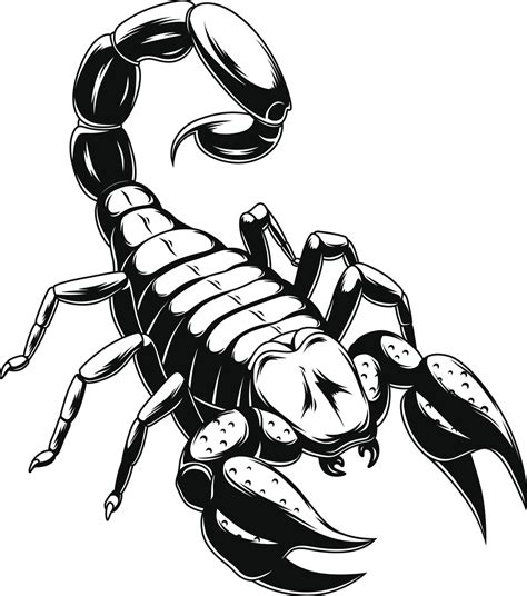 Scorpion Drawing Images At Getdrawings Free Download