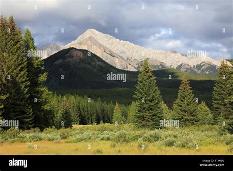Canada Alberta Banff National Park Moose Meadows Stock Photo Alamy
